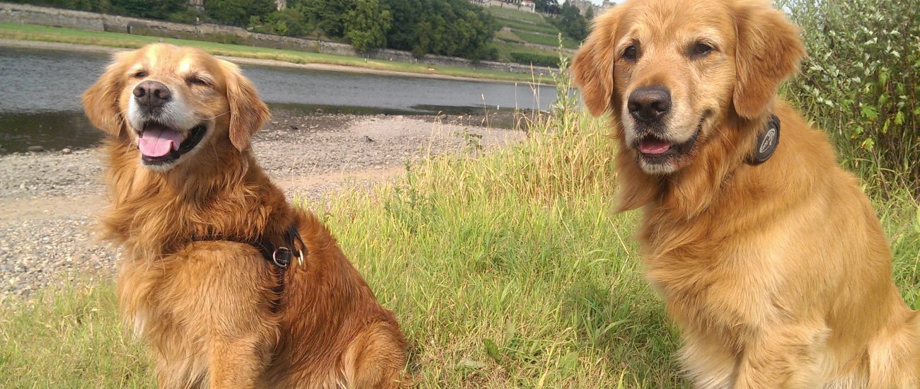 Hunde/ Urlaubsbetreuung Assistenzpfoten