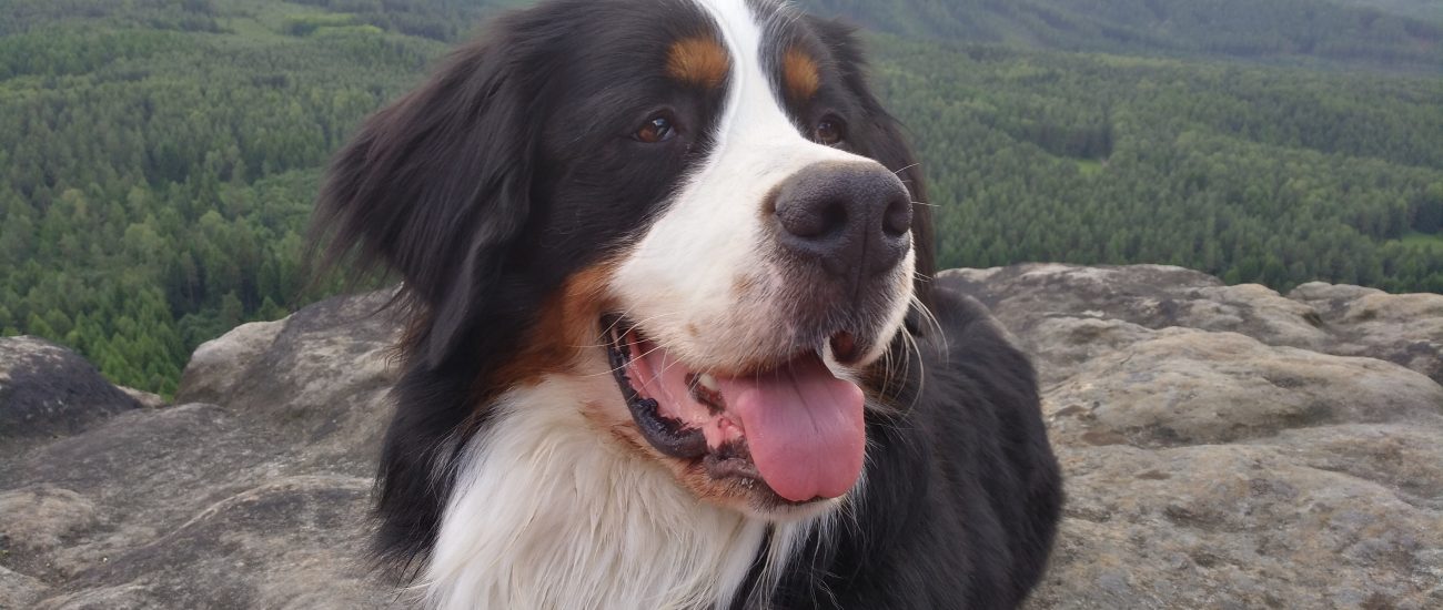 Hunde/ Urlaubsbetreuung Assistenzpfoten