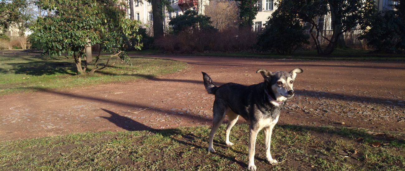 Hunde/ Urlaubsbetreuung Assistenzpfoten