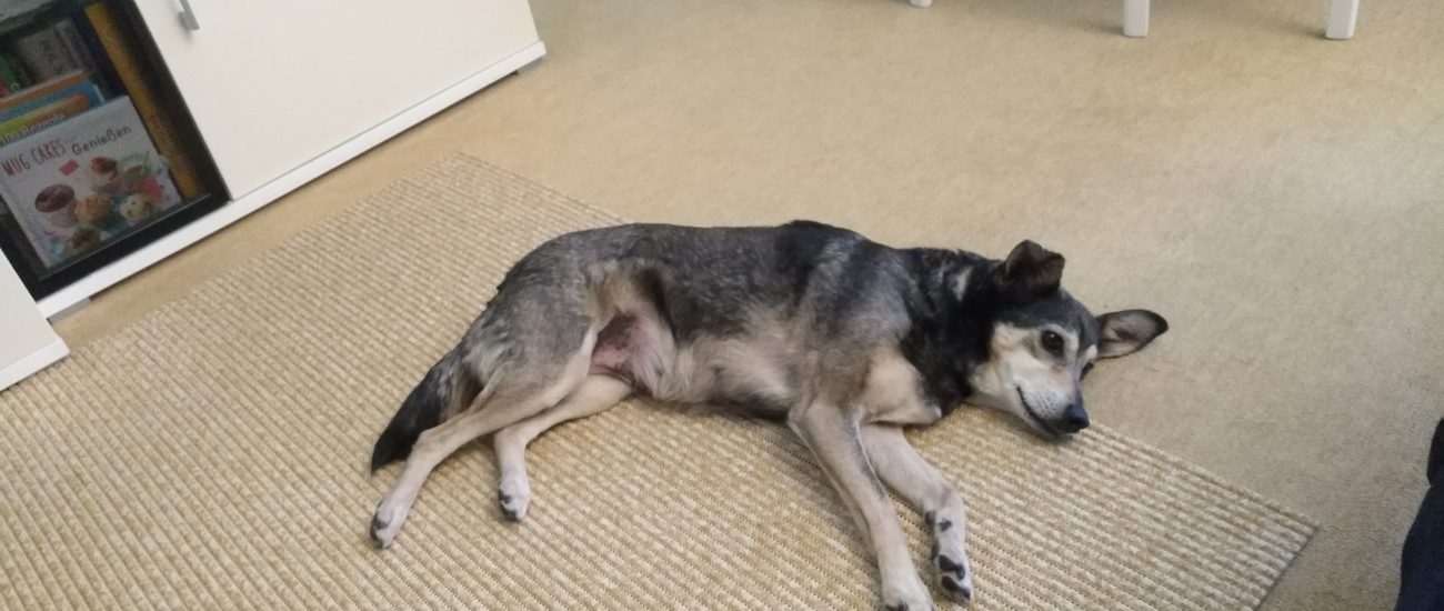 Hunde/ Urlaubsbetreuung Assistenzpfoten
